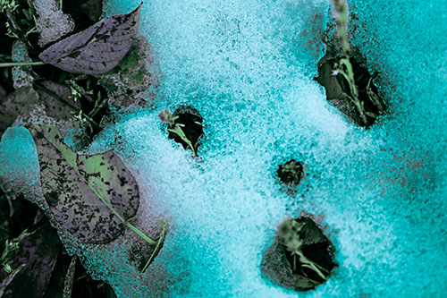 Stem Shocked Snow Face Among Fallen Leaves (Cyan Tint)