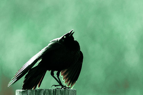 Stomping Grackle Croaking Atop Wooden Fence Post (Cyan Tint Photo)