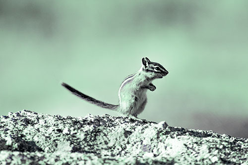 Straight Tailed Standing Chipmunk Clenching Paws (Cyan Tint)