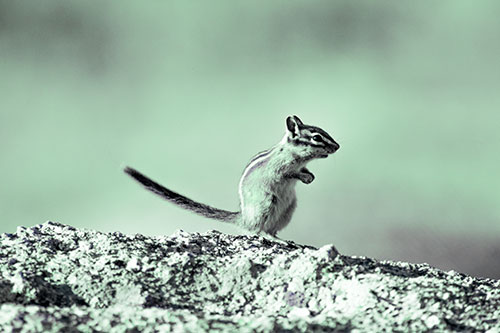 Straight Tailed Standing Chipmunk Clenching Paws (Cyan Tint Photo)