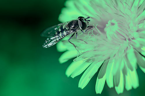 Striped Hoverfly Pollinating Flower (Cyan Tint Photo)