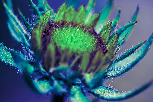 Sunflower Bud Unfurling Towards Sunlight (Cyan Tint Photo)