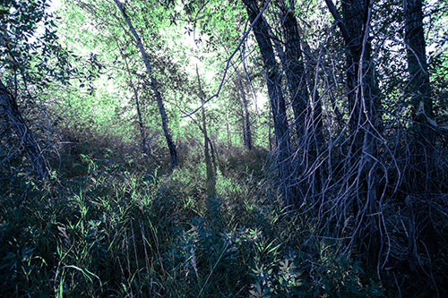 Sunlight Bursts Through Shaded Forest Trees (Cyan Tint)