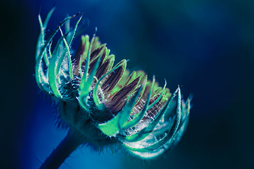 Sunlight Enters Spiky Unfurling Sunflower Bud (Cyan Tint Photo)