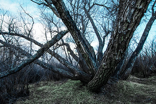 Sunlight Peeking Through Twisting Tree Trunks (Cyan Tint)