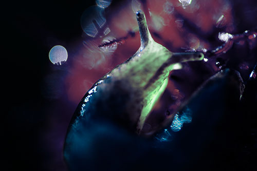 Sunshine Illuminates Translucent Marsh Slug (Cyan Tint Photo)