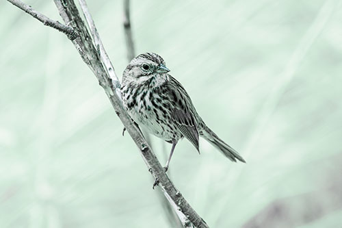 Surfing Song Sparrow Rides Tree Branch (Cyan Tint Photo)