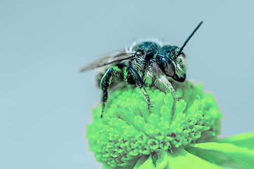 Sweat Bee Collecting Pollen Off Sneezeweed Flower (Cyan Tint)