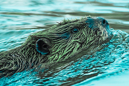 Swimming Beaver Keeping Head Above Water (Cyan Tint Photo)