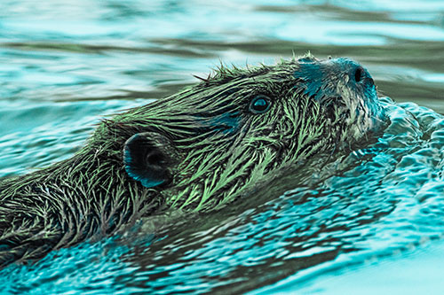 Swimming Beaver Keeping Head Above Water (Cyan Tint)