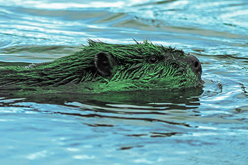 Swimming Beaver Patrols River Surroundings (Cyan Tint Photo)