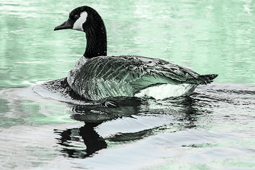 Swimming Goose Ripples Through Water (Cyan Tint Photo)