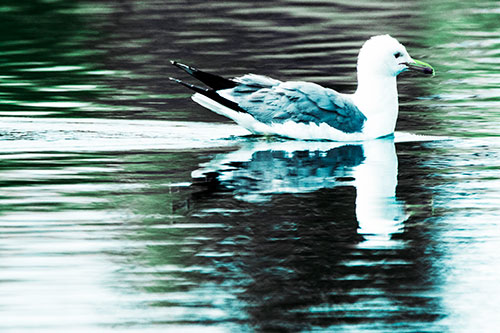 Swimming Seagull Lake Water Reflection (Cyan Tint Photo)