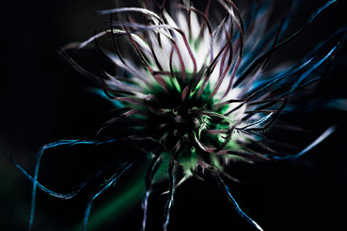 Swirling Pasque Flower Seed Head (Cyan Tint Photo)