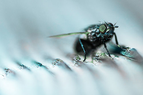 Tachinid Fly Poses Among Grooved Wood (Cyan Tint)