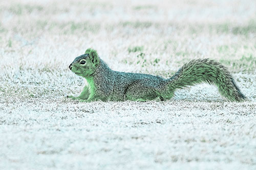Tail Wagging Squirrel Sitting Among Dead Grass (Cyan Tint)