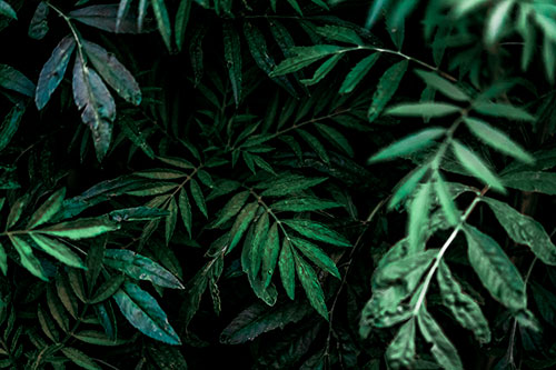 Tattered Fern Plants Emerge From Darkness (Cyan Tint Photo)