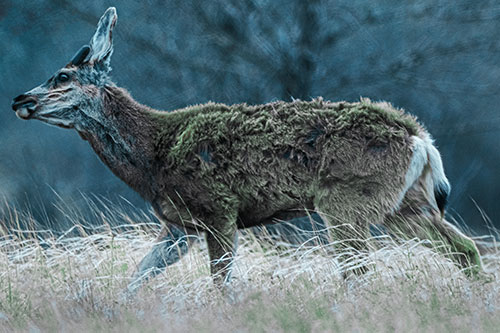 Tense Faced Mule Deer Wanders Among Blowing Grass (Cyan Tint)