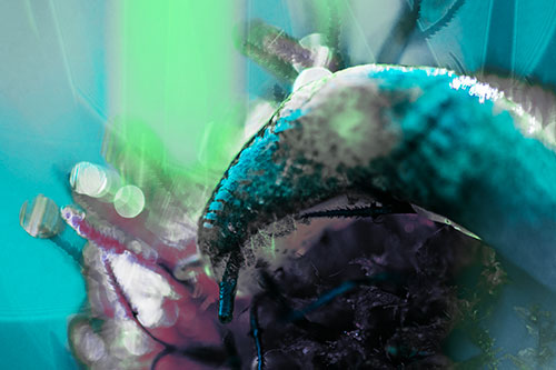 Tentacle Eyed Marsh Slug Slithering Over Flower (Cyan Tint Photo)