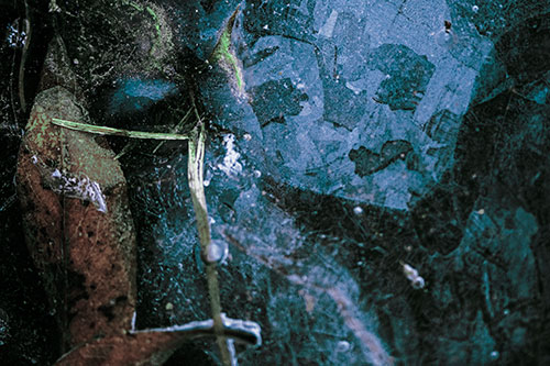 Terrified Ice Face Frozen Beside Leaf (Cyan Tint Photo)
