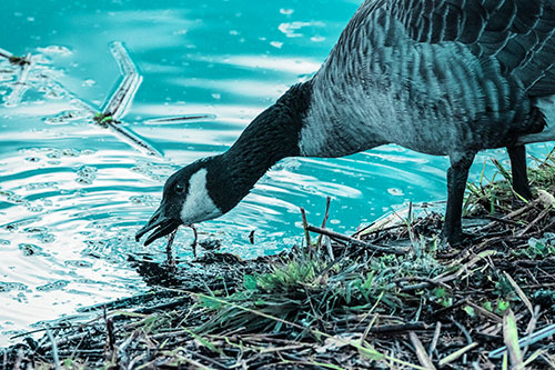 Thirsty Canadian Goose Drinking Water Along Shore (Cyan Tint)