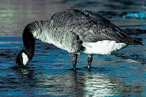Thirsty Goose Drinking Ice River Water (Cyan Tint Photo)