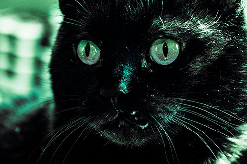 Thirsty Wide Eyed Black Cat (Cyan Tint)