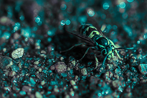 Thirsty Yellowjacket Wasp Among Soaked Sparkling Rocks (Cyan Tint Photo)
