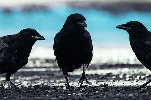 Three Crows Plotting Their Next Move (Cyan Tint Photo)