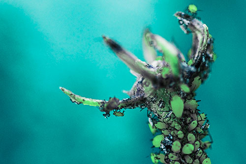 Tiny Aphids Gathered Among Milkweed Claw (Cyan Tint)