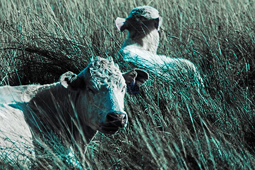 Tired Cows Lying Down Among Grass (Cyan Tint Photo)