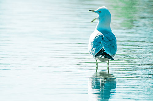 Tired Seagull Yawning Among Shallow Water (Cyan Tint)