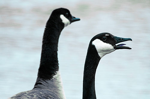 Tongue Screaming Canadian Goose Honking Towards Intruders (Cyan Tint Photo)