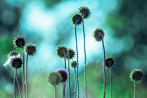 Towering Nodding Thistle Flowers From Behind (Cyan Tint Photo)
