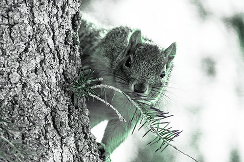 Tree Peekaboo With A Squirrel (Cyan Tint Photo)