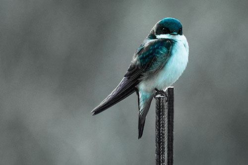 Tree Swallow Keeping Watch (Cyan Tint Photo)