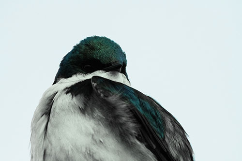 Tree Swallow Watching Surroundings (Cyan Tint Photo)