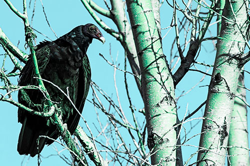 Turkey Vulture Perched Atop Tattered Tree Branch (Cyan Tint Photo)