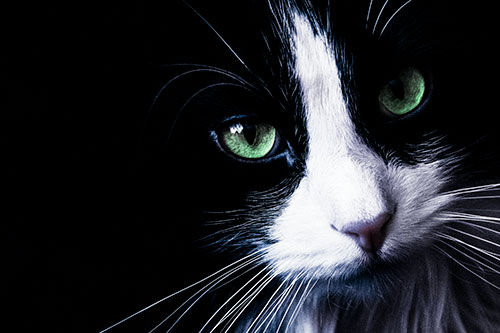 Tuxedo Cat Stares Among Darkness (Cyan Tint)
