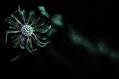 Twirling Aster Flower Among Darkness (Cyan Tint Photo)