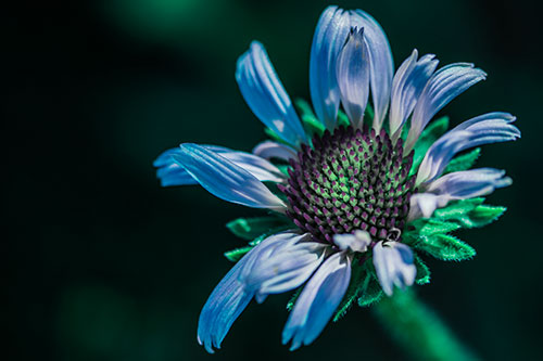 Twirling Petal Coneflower Among Shade (Cyan Tint Photo)