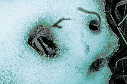 Twisting Grass Eyed Snow Face (Cyan Tint)