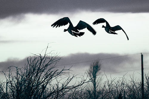 Two Canadian Geese Flying Over Trees (Cyan Tint Photo)