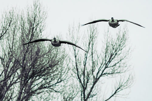 Two Canadian Geese Honking During Flight (Cyan Tint Photo)