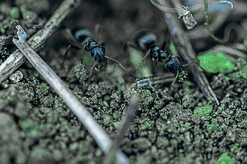 Two Carpenter Ants Working Hard Among Soil (Cyan Tint Photo)