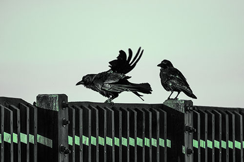 Two Crows Gather Along Wooden Fence (Cyan Tint Photo)