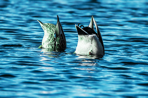 Two Ducks Upside Down In Lake (Cyan Tint Photo)