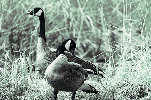 Two Geese Contemplating A Swim In Lake (Cyan Tint Photo)