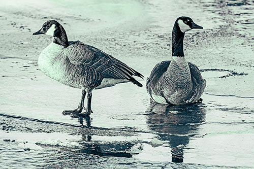 Two Geese Embrace Sunrise Atop Ice Frozen River (Cyan Tint)