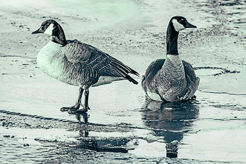 Two Geese Embrace Sunrise Atop Ice Frozen River (Cyan Tint Photo)